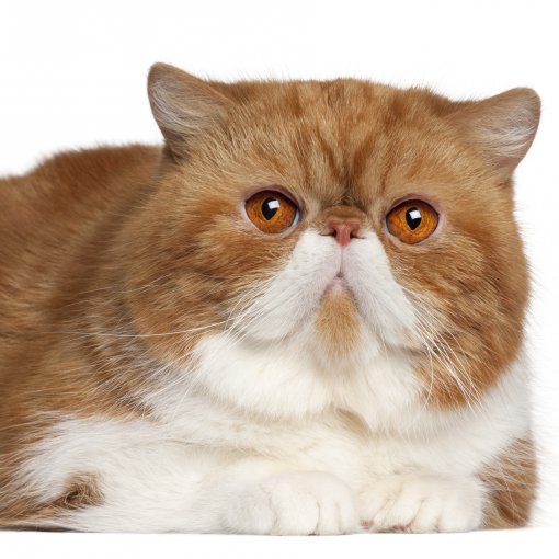 voorbeeld Ontwapening professioneel Exotic Shorthair kittens te koop waar? bij DogCatandCo