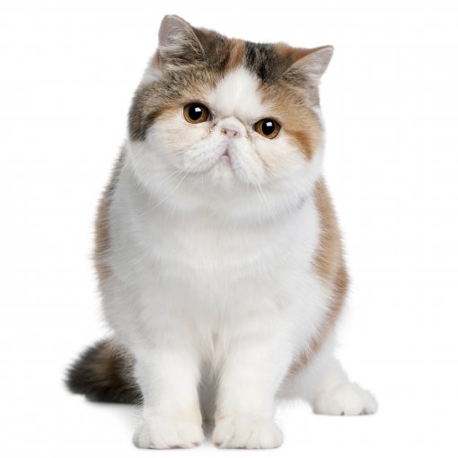 voorbeeld Ontwapening professioneel Exotic Shorthair kittens te koop waar? bij DogCatandCo
